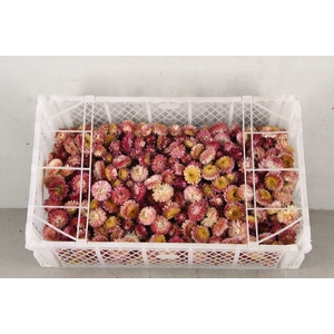 DF Helichrysum Head D.Pink