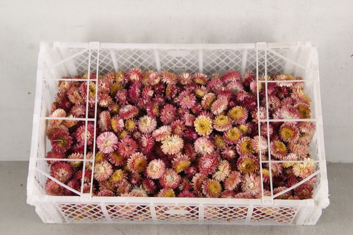 <h4>DF Helichrysum Head D.Pink</h4>