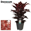 Cordyline Mambo Toef 19 cm (Decorum)