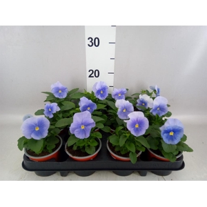Viola wr. 'Flair Light Blue'