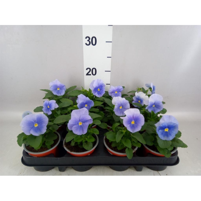 <h4>Viola wr. 'Flair Light Blue'</h4>