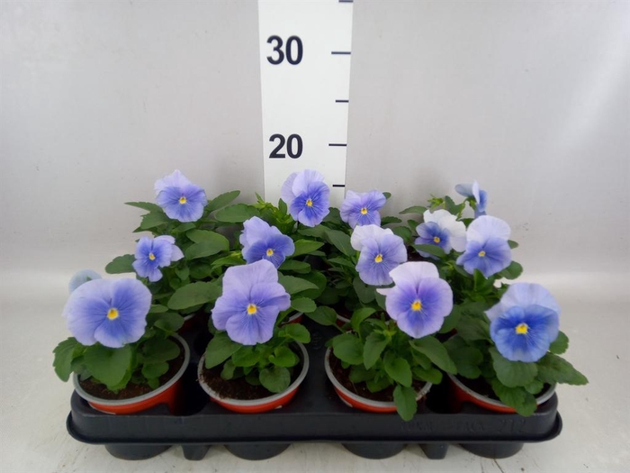 Viola wr. 'Flair Light Blue'