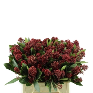 Skimmia Rubella