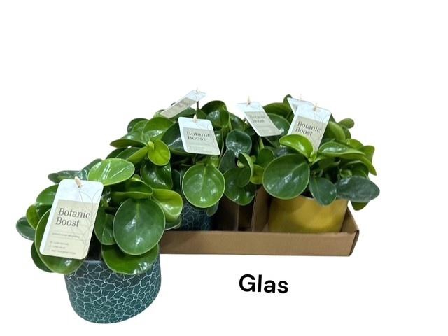 <h4>PEP OBT GREEN GOLD</h4>