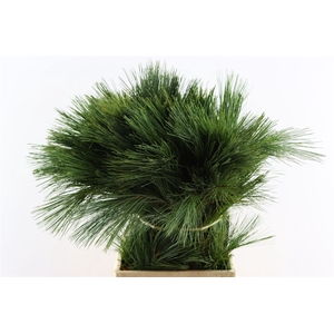 Pinus Strobus Keefer 60cm