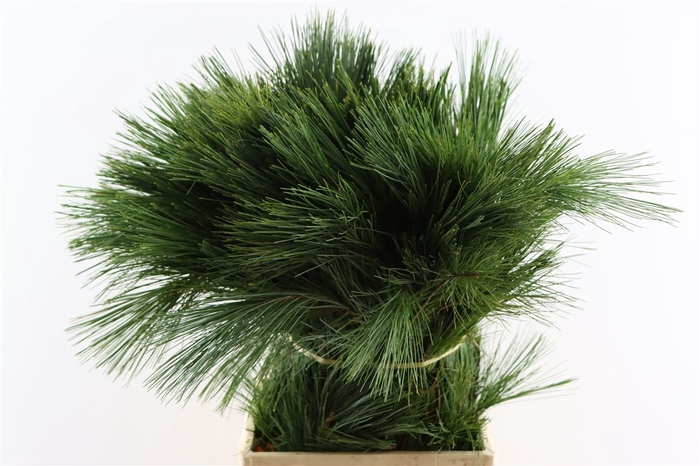 <h4>Pinus Strobus Keefer 60cm</h4>