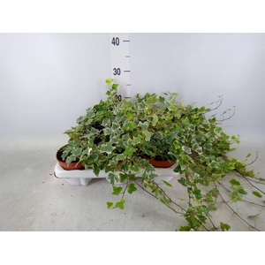 Hedera helix 'White Wonder'