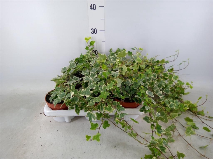 <h4>Hedera helix 'White Wonder'</h4>