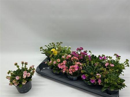 arr8 Lewi Co Happy Co Gem