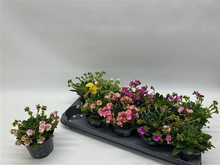 Lewi Co Happy Co Gem