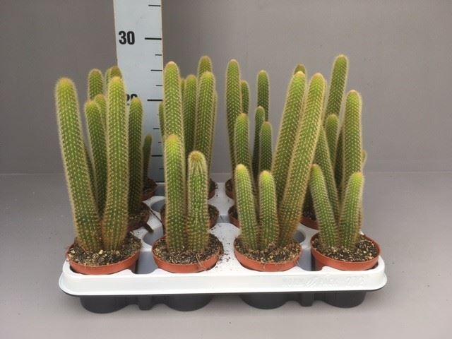 <h4>Cactus   ...</h4>