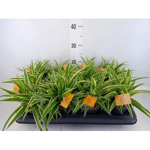 Chlorophytum com. 'Ocean'