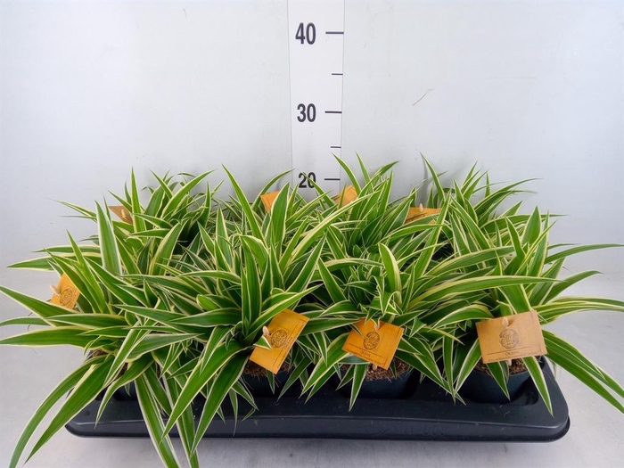 <h4>Chlorophytum com. 'Ocean'</h4>