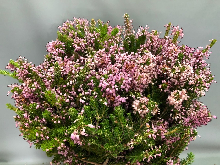 <h4>Erica Pink</h4>