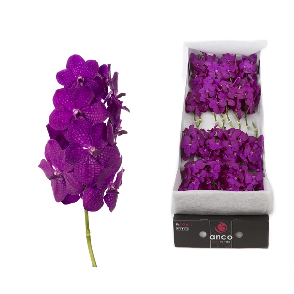 <h4>Vanda 16 tak Rasberry Cerise</h4>