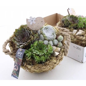 ARR SEMPERVIVUM