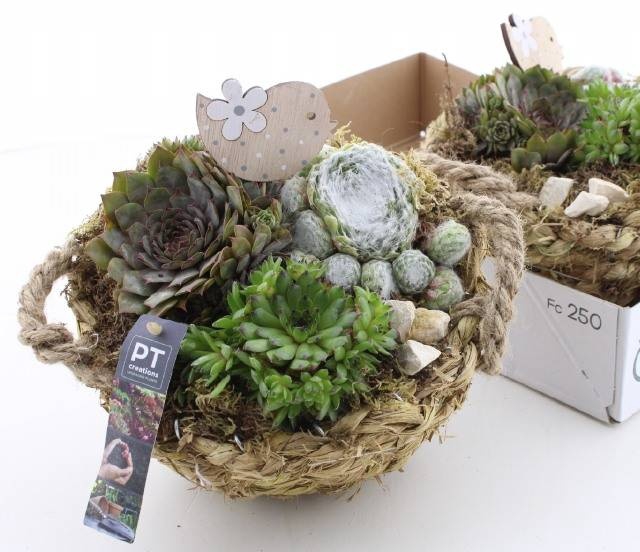 <h4>ARR SEMPERVIVUM</h4>