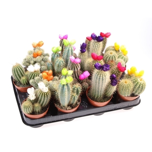 Cactus decoratie strobloem mix
