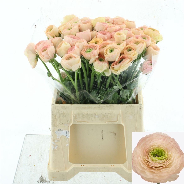 <h4>RAN SU TUAREG</h4>