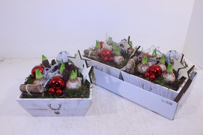 <h4>Arr Hyacinth</h4>