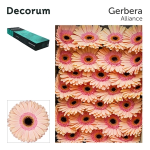 Gerbera Alliance Doos