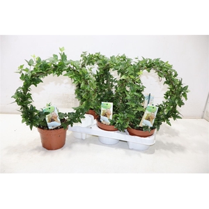 Hed Boog Groen