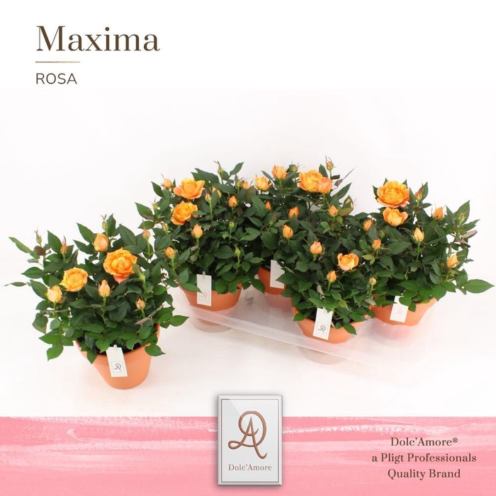 <h4>Potroos Oranje P14 Dolc'Amore® Terracotta Keramiek</h4>