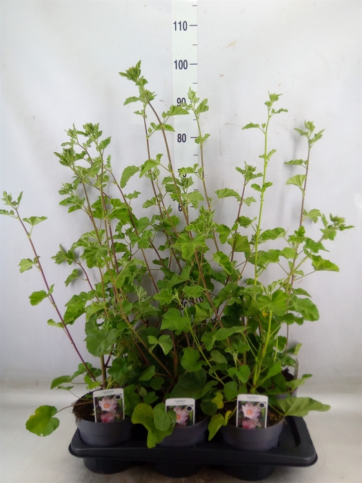 <h4>Lavatera  'Barnsley'</h4>