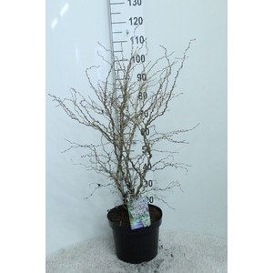 Prunus incisa 'Kojou-no-mai'