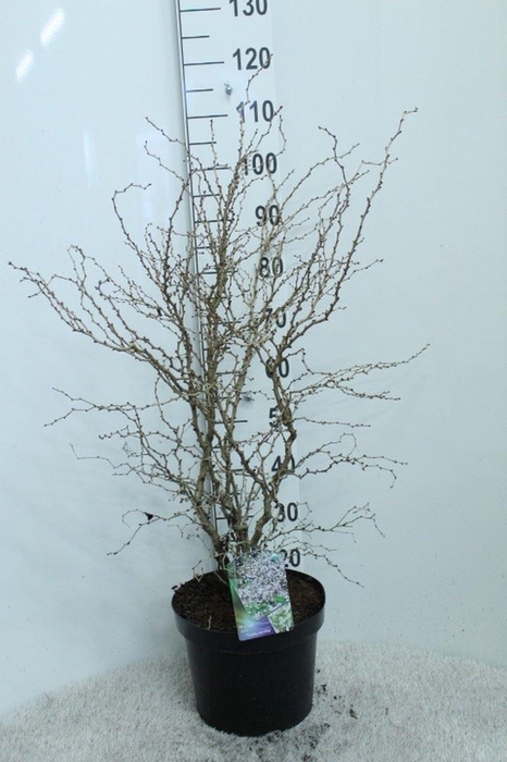 <h4>Prunus incisa 'Kojou-no-mai'</h4>