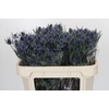 Eryngium Blue Dynamite