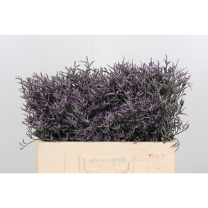 Limon Safora Lilac