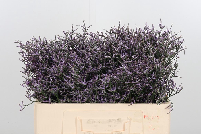 <h4>Limon Safora Lilac</h4>