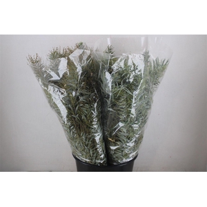 Mimosa Luna D'argento P Bunch