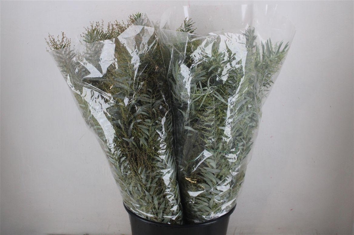 <h4>Mimosa Luna D'argento P Bunch</h4>