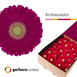 Gerbera Ambassador Doos