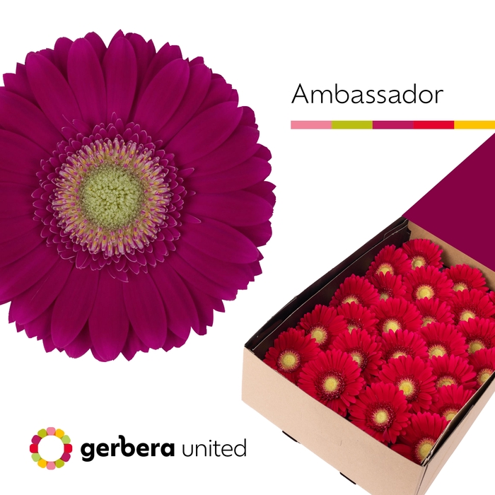 Gerbera Ambassador Doos