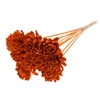 Shola New Beauty Rose Ø8cm on stem Terracotta