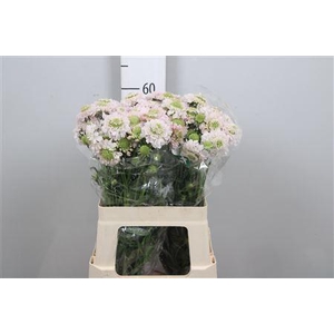 Scab At Fr Vanilla Bl Scoop