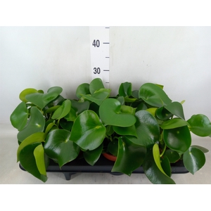 Peperomia polybotrya 'Raindrop'
