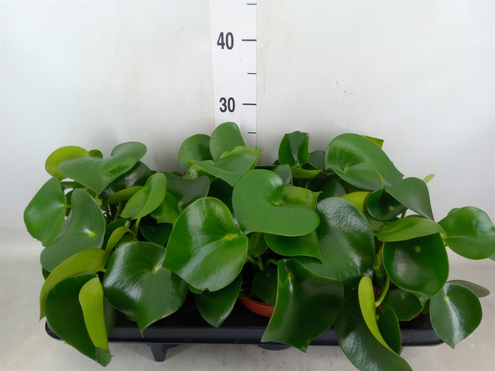 <h4>Peperomia polybotrya 'Raindrop'</h4>