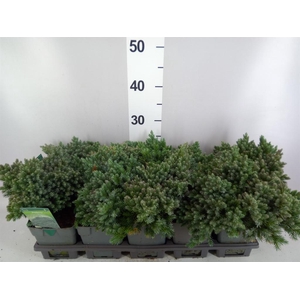 Juniperus squamata 'Blue Star'