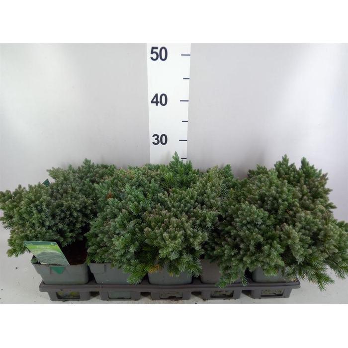 <h4>Juniperus squamata 'Blue Star'</h4>
