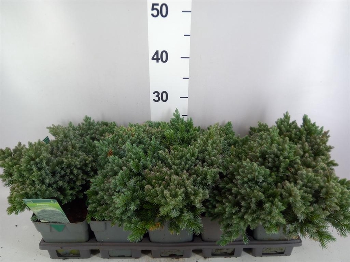 Juniperus squamata 'Blue Star'