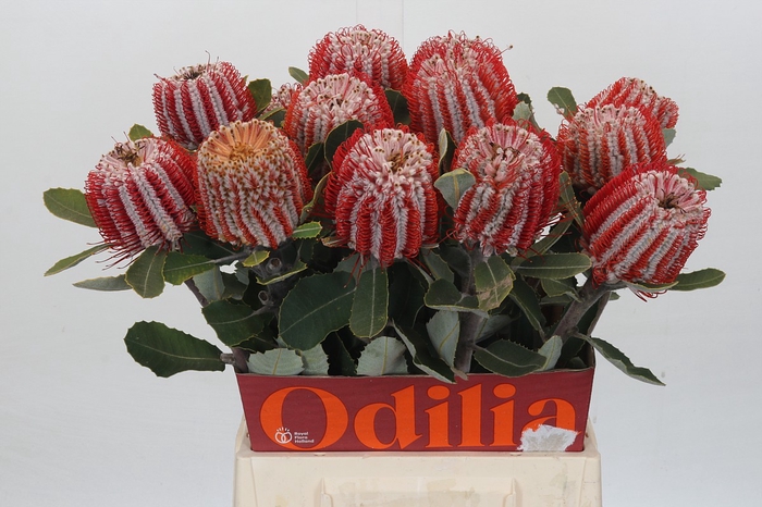 <h4>Banksia Coccinea</h4>