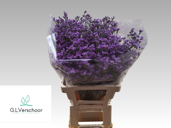 <h4>LIM SIN KANSAS BLUE</h4>