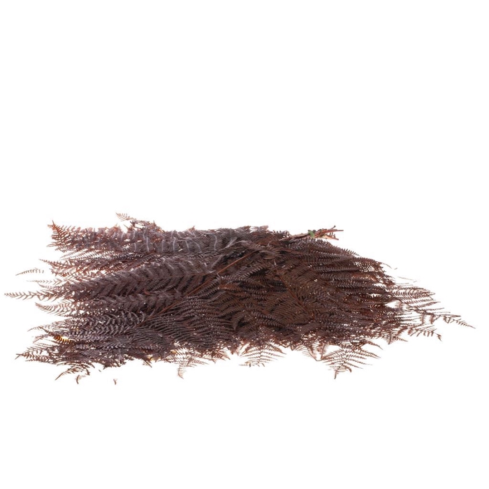 Bracken fern preserved 10pc deep brown