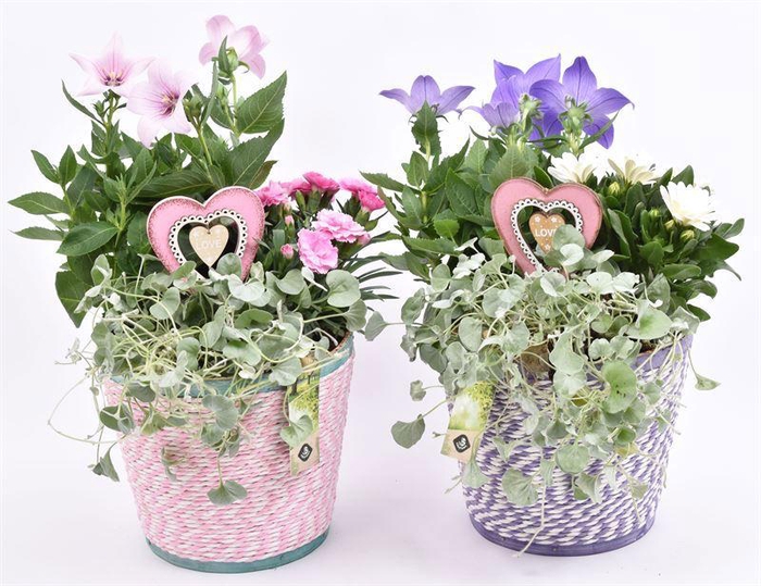 <h4>Hout pot paars/roze mix 18cm</h4>