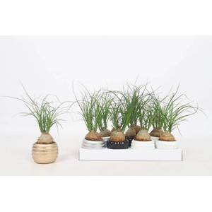BEAUCARNEA RECUR