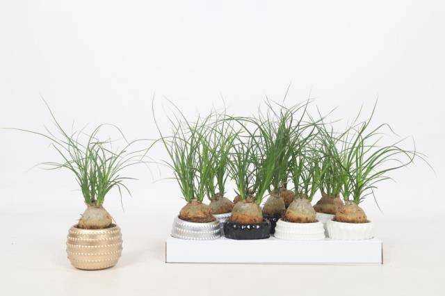 <h4>BEAUCARNEA RECUR</h4>